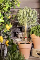 Lavandula angustifolia - Echter Lavendel Lavandula angustifolia - Echter Lavendel