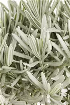 Lavandula angustifolia - Echter Lavendel Lavandula angustifolia - Echter Lavendel