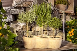 Lavandula angustifolia - Echter Lavendel Lavandula angustifolia - Echter Lavendel