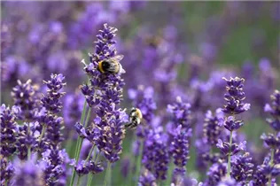 Lavandula angustifolia 'Hidcote Blue' - Echter Lavendel 'Hidcote Blue'