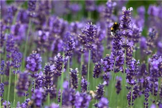 Lavandula angustifolia 'Hidcote Blue' - Echter Lavendel 'Hidcote Blue'