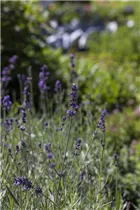 Lavandula angustifolia 'Hidcote Blue' - Echter Lavendel 'Hidcote Blue'