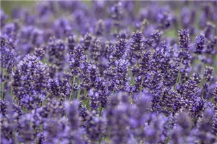 Lavandula angustifolia, blau - Echter Lavendel