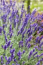 Lavandula angustifolia, blau - Echter Lavendel