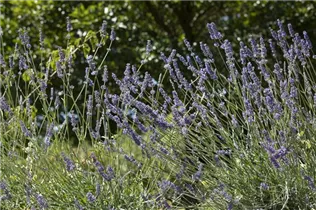 Lavandula angustifolia, blau - Echter Lavendel