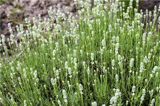 Lavandula angustifolia, weiß - Lavandula angustifolia, weiß Lavandula angustifolia, weiß - Lavandula angustifolia, weiß
