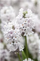 Lavandula angustifolia, weiß - Lavandula angustifolia, weiß Lavandula angustifolia, weiß - Lavandula angustifolia, weiß