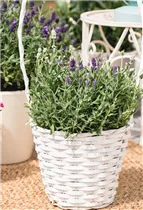 Lavandula angustifolia, weiß - Lavandula angustifolia, weiß Lavandula angustifolia, weiß - Lavandula angustifolia, weiß