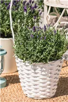 Lavandula angustifolia, weiß - Lavandula angustifolia, weiß Lavandula angustifolia, weiß - Lavandula angustifolia, weiß