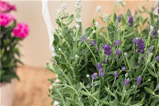 Lavandula angustifolia, weiß - Lavandula angustifolia, weiß Lavandula angustifolia, weiß - Lavandula angustifolia, weiß