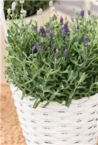 Lavandula angustifolia, weiß - Lavandula angustifolia, weiß Lavandula angustifolia, weiß - Lavandula angustifolia, weiß