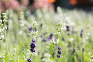 Lavandula angustifolia, weiß - Lavandula angustifolia, weiß Lavandula angustifolia, weiß - Lavandula angustifolia, weiß