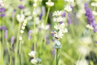 Lavandula angustifolia, weiß - Lavandula angustifolia, weiß Lavandula angustifolia, weiß - Lavandula angustifolia, weiß