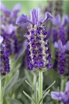 Lavandula stoechas - Garten-Schopf-Lavendel Lavandula stoechas - Garten-Schopf-Lavendel