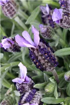 Lavandula stoechas - Garten-Schopf-Lavendel Lavandula stoechas - Garten-Schopf-Lavendel