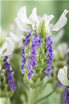 Lavandula stoechas - Garten-Schopf-Lavendel Lavandula stoechas - Garten-Schopf-Lavendel