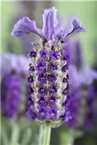 Lavandula stoechas - Garten-Schopf-Lavendel Lavandula stoechas - Garten-Schopf-Lavendel