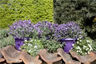 Lavandula stoechas - Garten-Schopf-Lavendel Lavandula stoechas - Garten-Schopf-Lavendel