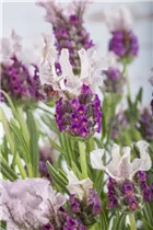 Lavandula stoechas - Garten-Schopf-Lavendel Lavandula stoechas - Garten-Schopf-Lavendel