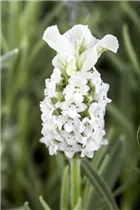 Lavandula stoechas - Garten-Schopf-Lavendel Lavandula stoechas - Garten-Schopf-Lavendel