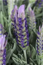 Lavandula stoechas - Garten-Schopf-Lavendel Lavandula stoechas - Garten-Schopf-Lavendel
