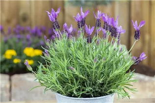 Lavandula stoechas - Garten-Schopf-Lavendel Lavandula stoechas - Garten-Schopf-Lavendel