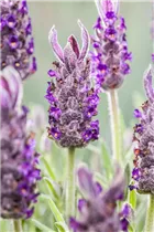 Lavandula stoechas 'Anouk' - Garten-Schopf-Lavendel 'Anouk' Lavandula stoechas 'Anouk' - Garten-Schopf-Lavendel 'Anouk'