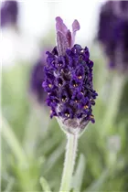 Lavandula stoechas 'Anouk' - Garten-Schopf-Lavendel 'Anouk' Lavandula stoechas 'Anouk' - Garten-Schopf-Lavendel 'Anouk'