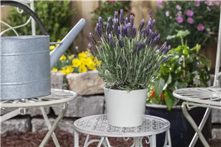 Lavandula stoechas 'Anouk' - Garten-Schopf-Lavendel 'Anouk' Lavandula stoechas 'Anouk' - Garten-Schopf-Lavendel 'Anouk'