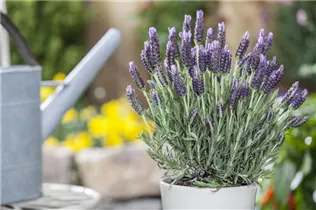 Lavandula stoechas 'Anouk' - Garten-Schopf-Lavendel 'Anouk' Lavandula stoechas 'Anouk' - Garten-Schopf-Lavendel 'Anouk'