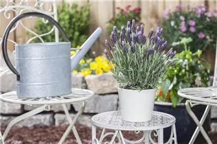 Lavandula stoechas 'Anouk' - Garten-Schopf-Lavendel 'Anouk' Lavandula stoechas 'Anouk' - Garten-Schopf-Lavendel 'Anouk'