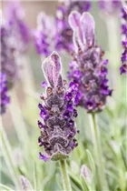 Lavandula stoechas 'Anouk' - Garten-Schopf-Lavendel 'Anouk' Lavandula stoechas 'Anouk' - Garten-Schopf-Lavendel 'Anouk'