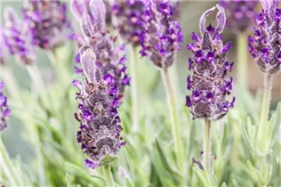 Lavandula stoechas 'Anouk' - Garten-Schopf-Lavendel 'Anouk' Lavandula stoechas 'Anouk' - Garten-Schopf-Lavendel 'Anouk'