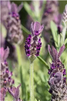 Lavandula stoechas 'Anouk' - Garten-Schopf-Lavendel 'Anouk' Lavandula stoechas 'Anouk' - Garten-Schopf-Lavendel 'Anouk'
