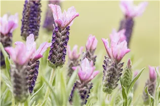Lavandula stoechas, rosa - Lavandula stoechas, rosa