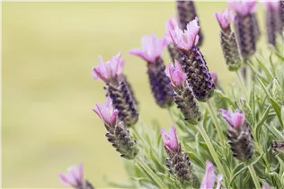 Lavandula stoechas, rosa - Lavandula stoechas, rosa