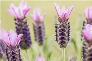 Lavandula stoechas, rosa - Lavandula stoechas, rosa