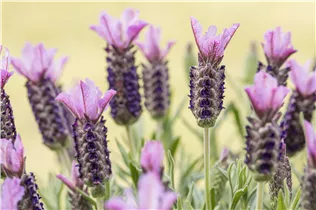 Lavandula stoechas, rosa - Lavandula stoechas, rosa
