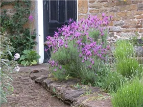 Lavandula stoechas, rosa - Lavandula stoechas, rosa