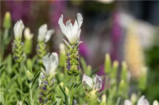 Lavandula stoechas, weiß - Lavandula stoechas, weiß