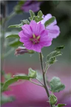 Lavatera x olbia - Südliche Busch-Malve