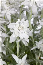 Leontopodium alpinum - Alpen-Edelweiß Leontopodium alpinum - Alpen-Edelweiß