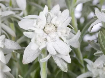 Leontopodium alpinum - Alpen-Edelweiß Leontopodium alpinum - Alpen-Edelweiß