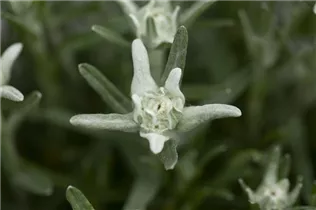 Leontopodium alpinum - Alpen-Edelweiß Leontopodium alpinum - Alpen-Edelweiß