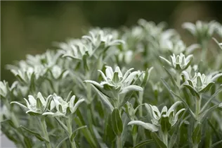Leontopodium alpinum - Alpen-Edelweiß Leontopodium alpinum - Alpen-Edelweiß