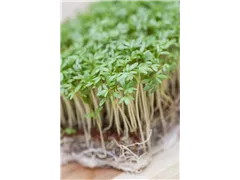 Lepidium sativum - Gartenkresse Lepidium sativum - Gartenkresse