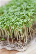 Lepidium sativum - Gartenkresse Lepidium sativum - Gartenkresse