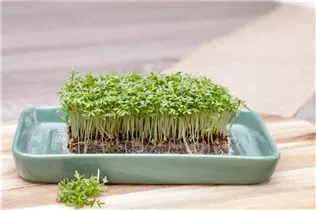 Lepidium sativum - Gartenkresse Lepidium sativum - Gartenkresse