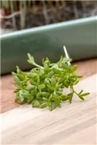 Lepidium sativum - Gartenkresse Lepidium sativum - Gartenkresse
