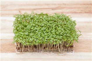 Lepidium sativum - Gartenkresse Lepidium sativum - Gartenkresse